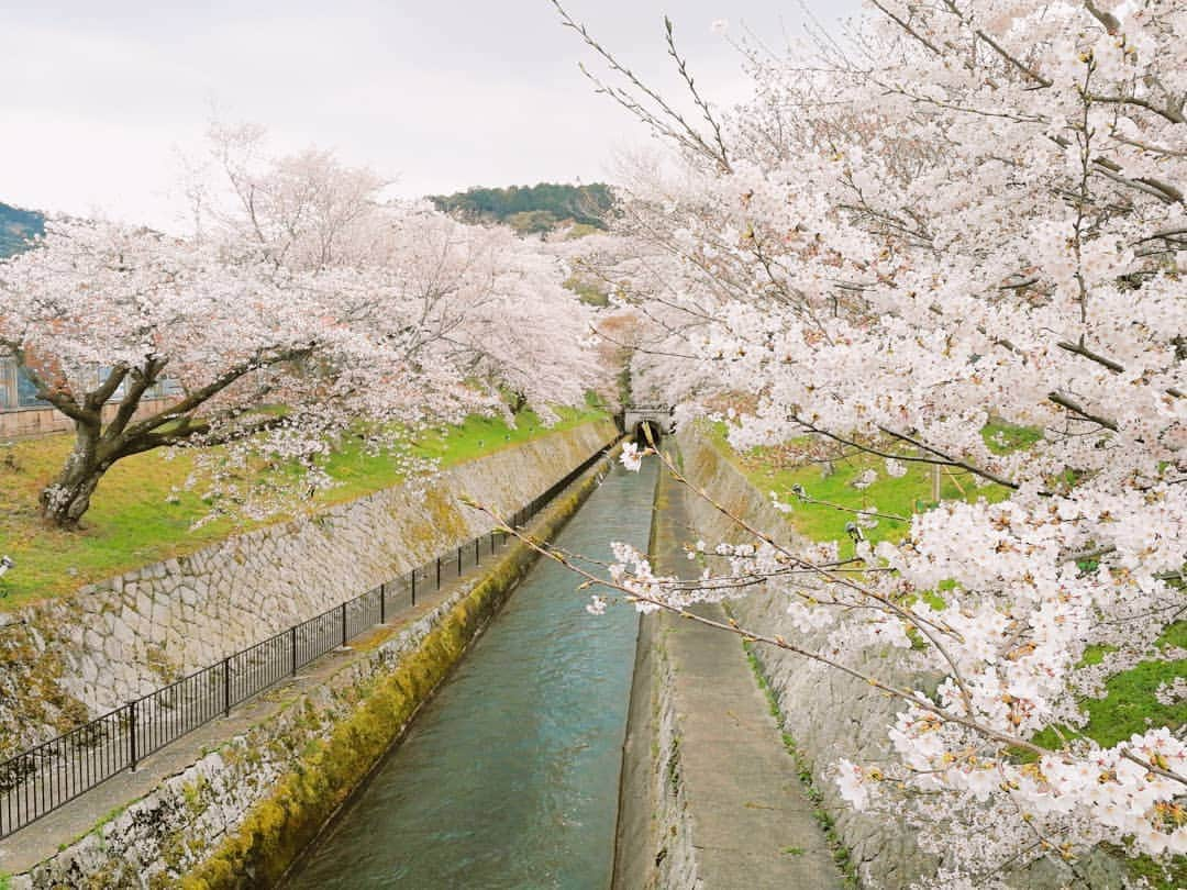 林智美 さんのインスタグラム写真 - (林智美 Instagram)「大好きな、 三井寺・琵琶湖疎水の桜🌸  って、 1年前もオンエア終わりで見に行って。 その時も今日みたいに、 すごいほっとしたこと思い出した🌸  同じ桜が出迎えてくれることが、 こんなに嬉しいとは…な平成最後の春🌸  #桜 #さくら #お花見 #地元 #滋賀 #大津 #三井寺 #琵琶湖疎水 #お気に入り #去年と同じアングルで」4月8日 16時16分 - h_tomomi_i