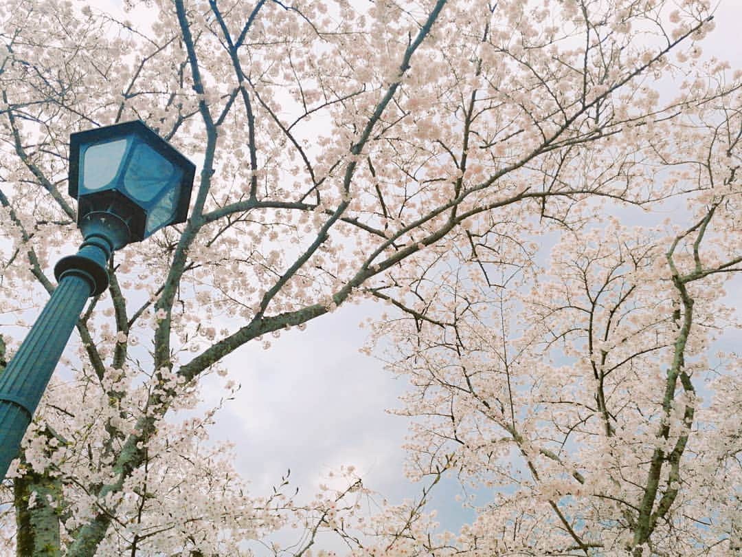 林智美 さんのインスタグラム写真 - (林智美 Instagram)「大好きな、 三井寺・琵琶湖疎水の桜🌸  って、 1年前もオンエア終わりで見に行って。 その時も今日みたいに、 すごいほっとしたこと思い出した🌸  同じ桜が出迎えてくれることが、 こんなに嬉しいとは…な平成最後の春🌸  #桜 #さくら #お花見 #地元 #滋賀 #大津 #三井寺 #琵琶湖疎水 #お気に入り #去年と同じアングルで」4月8日 16時16分 - h_tomomi_i