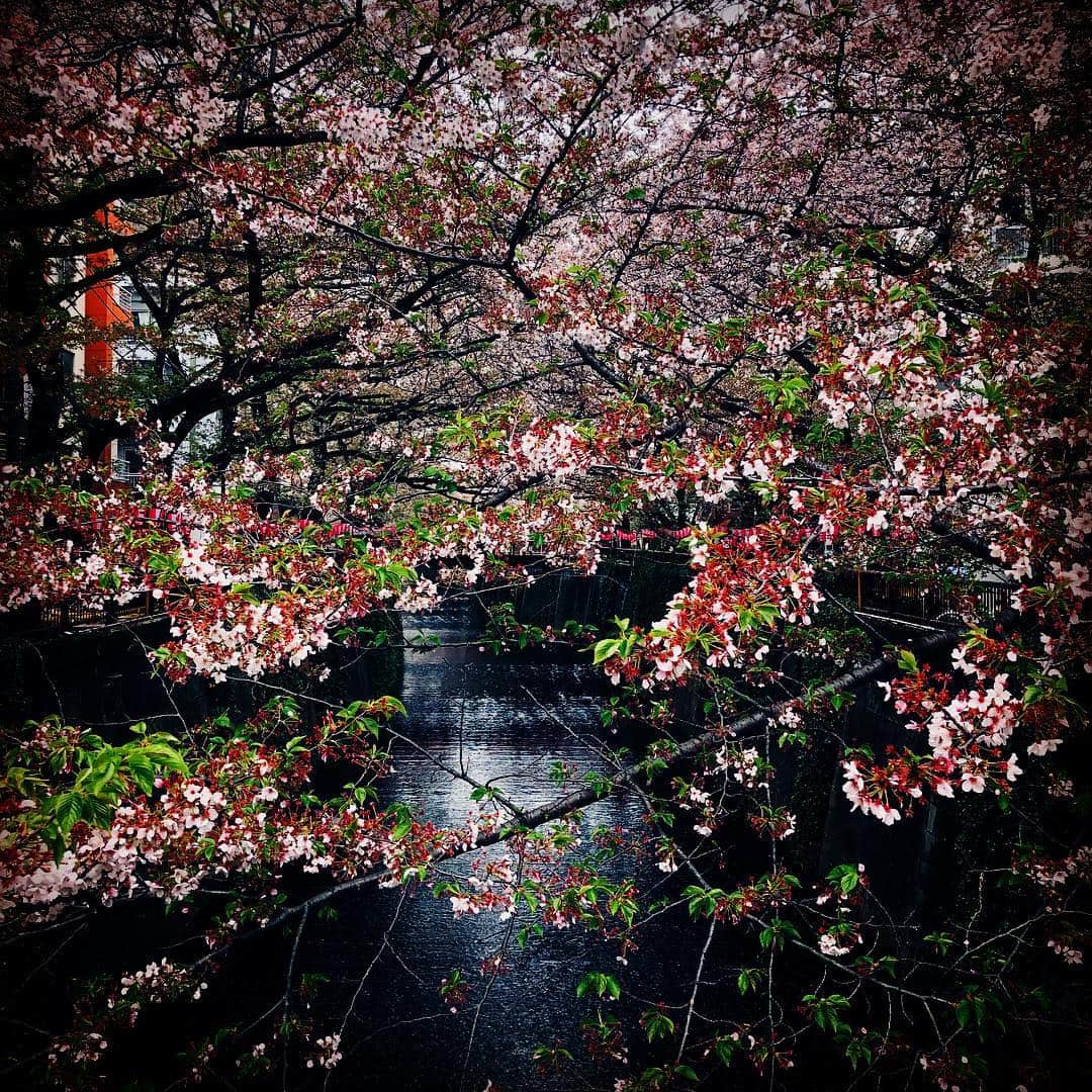 JILLさんのインスタグラム写真 - (JILLInstagram)「ラジオ高崎から、熊谷、鎌ケ谷の怒涛の1週間が過ぎました。毎週月曜日は安息日。朝からの雨で潤いもあり疲れも癒されております。  桜も🌸もう終わり。だけどチラッと娘ちゃんと見物。少し日差しも出ました。葉桜なりかけだけど月曜で人混みもなく、大満足でした。  娘ちゃんはまた留学先へ。あともう少し頑張るそうです。ママパパもツアー楽しみながら頑張ります。YEAH ❣️ #personz  #jillpersonz #20190408 #新元号 #令和 #wanderfulmemoriestour #アーカイブDVD  #ツアースタンプリリースjillpersonzで検索  #Jfnpark #ジャパニーズポップスラプソディ #ワンダフルメモリーズツアー #ラジオ高崎 #エアープレイス #ジルプレ #来月ジルプレは令和初のエアプレイスなり #今週末は神戸高知ライブです  @jillpersonz」4月8日 16時27分 - jillpersonz