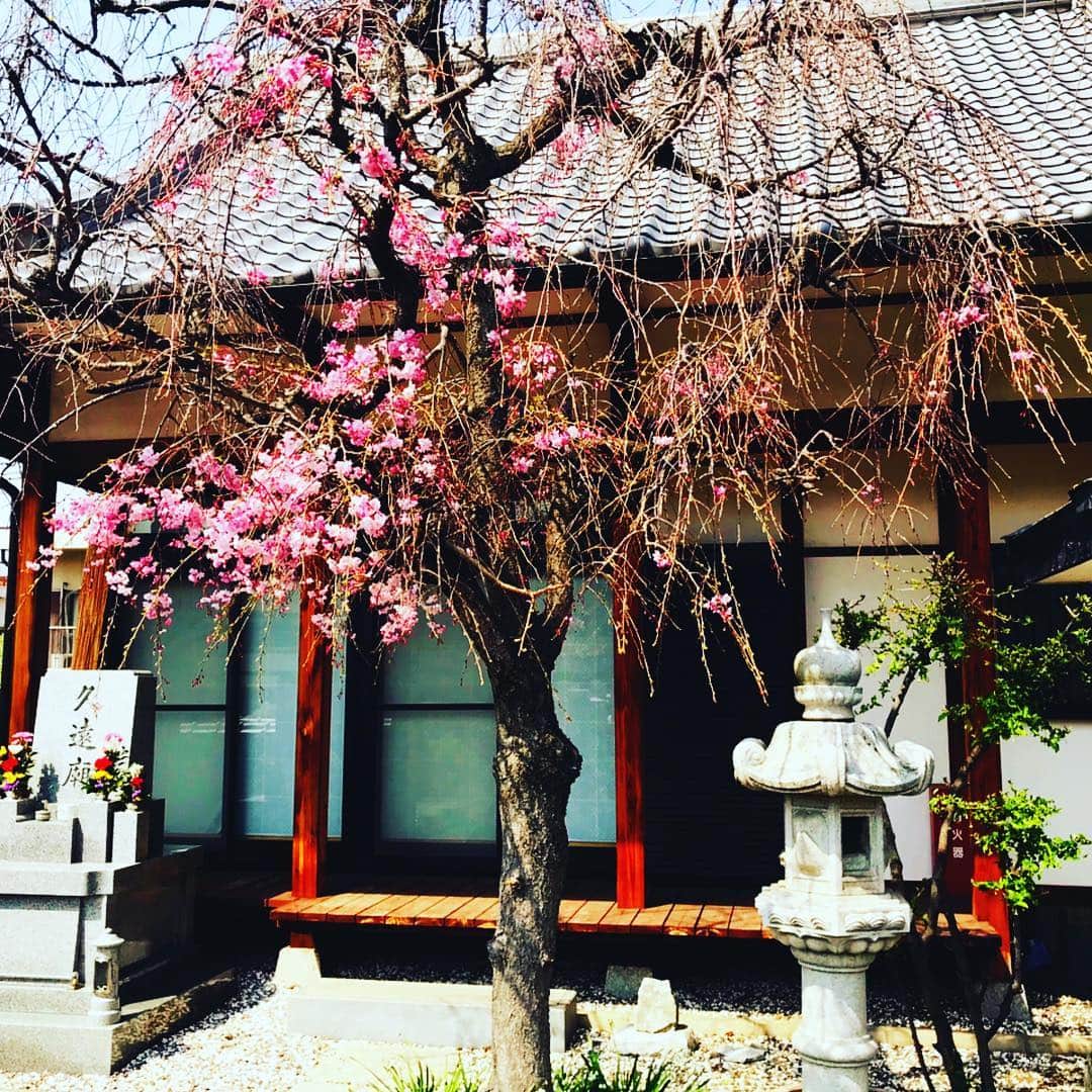 ごあきうえさんのインスタグラム写真 - (ごあきうえInstagram)「昨日、母の七回忌が無事執り行われました。  父様、母様、 靴とベルトを忘れて来てスニーカーでごめんなさい。😞 菩提寺にある桜の木は変わらず、儚くも綺麗で この世界にある桜の木の中で一番美しかったです。  菩提寺からの帰りに兄弟とその家族達とお花見をしました。  今回の帰省は母の七回忌が最大の目的で、ロンドンハイスクール時代の陸上競技部の同窓会、 そして、思わずロンドンの地元の飲み会にも参加しました！  ごくごく、私的な方々としかお会い出来ないまま 帰きょ、 いや、帰巴里する事をどうかお許し下さい。  明日からまた、戦線復帰！ 忙しくなるけど、頑張ろう。  #ふるさと #故郷 #七回忌 #Hometown #고향 #菩提寺 #この世界で一番美しい桜の木の下で #帰巴里」4月8日 16時43分 - goakiue