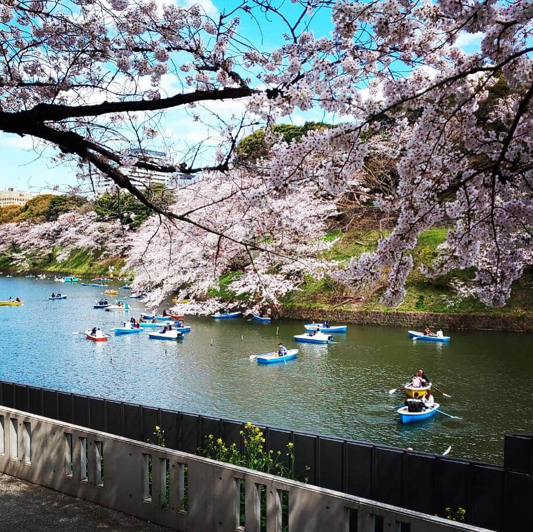 吉建ホームさんのインスタグラム写真 - (吉建ホームInstagram)「千鳥ヶ淵の桜🌸 ☆完成見学会 in 千葉県佐倉市☆ 2019.4.20(土)21(日)am10：00〜pm4:00 当日参加も可能ですd(^_^o) お気軽にお越し下さい♪ 詳細は弊社HPにて👍 建築中の様子は「ただいま建築中」でご覧頂けます😊 ーーーーーーーーーーーーーーーーーーー HPはこちらから ▶︎▶︎ @yoshikenhome ーーーーーーーーーーーーーーーーーーー #注文住宅 #マイホーム #新築 #イベント #住宅 #家 #建築 #工務店 #完成見学会 #吉建ホーム #マイホーム計画 #見学会 #一戸建て #デザイン #暮らし #自由設計 #施工実例 #設計 #住まい #外断熱 #高気密高断熱 #高断熱 #健康住宅 #アレルギー #地震 #地震に強い #ちどりがふちの桜 #木造住宅 #いい家 #空気がきれい」4月8日 16時46分 - yoshikenhome