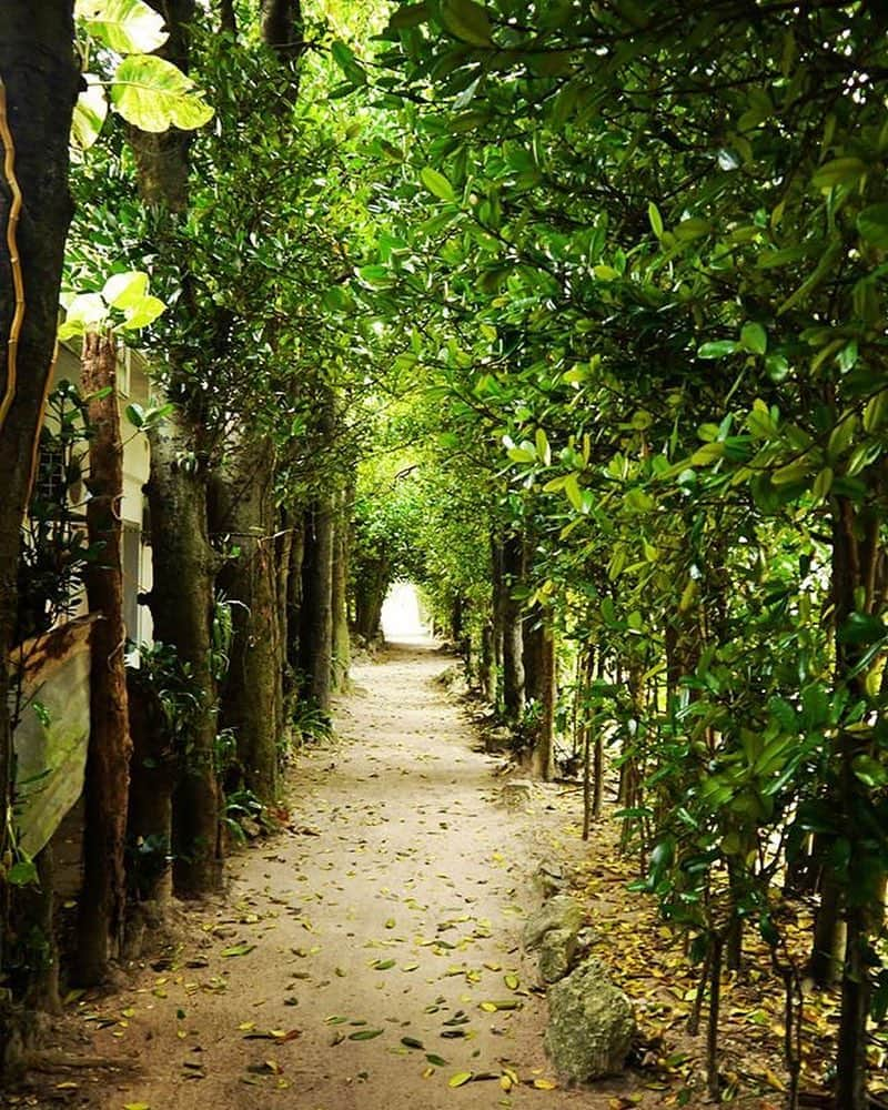 Be.okinawaさんのインスタグラム写真 - (Be.okinawaInstagram)「Feel the refreshing breeze and sunshine filtering through the leaves of the trees at Fukugi Tree Road. 📷:@gadogadogabi #bisefukugitreeroad #motobutown #nature #beautifulnature #okinawanature #naturelife #naturelovers #beokinawa #visitokinawa」4月8日 16時46分 - visitokinawajapan