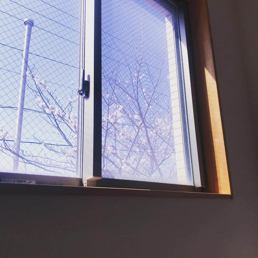 本多哲郎さんのインスタグラム写真 - (本多哲郎Instagram)4月8日 16時48分 - hane_tetsu