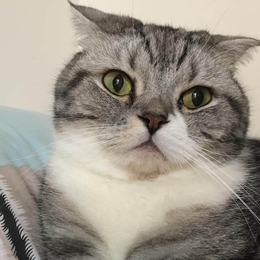 KATSUOのインスタグラム：「#cat #catsofinstagram #catstagram #instacat #cutecat #katsuo」