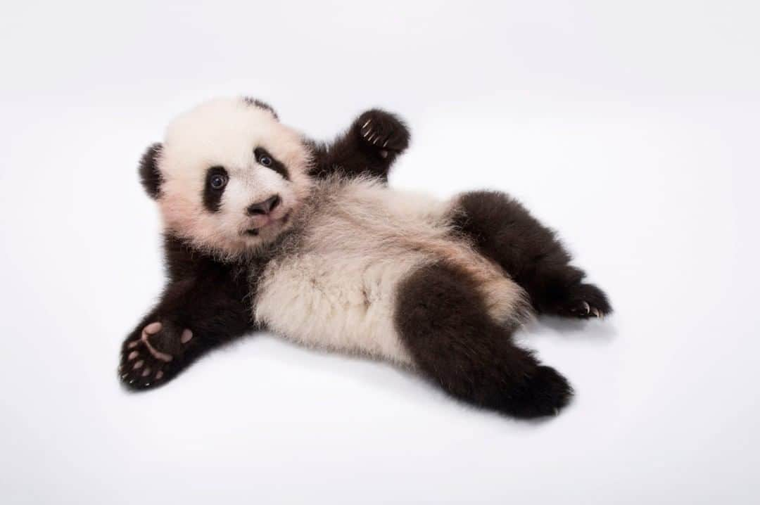 ナショナルジオグラフィックさんのインスタグラム写真 - (ナショナルジオグラフィックInstagram)「Photo by @joelsartore | Did you know that a newborn panda cub is 1/900th the size of its mother? At birth it is about the size of a stick of butter, but has the potential to weigh nearly 330 pounds as an adult! When this photograph was taken @zooatl, this cub was only a hundred days old. To see an image of an adult panda follow me @joelsartore. #Nationalpandaday #pandacub #photoark」4月8日 17時07分 - natgeo