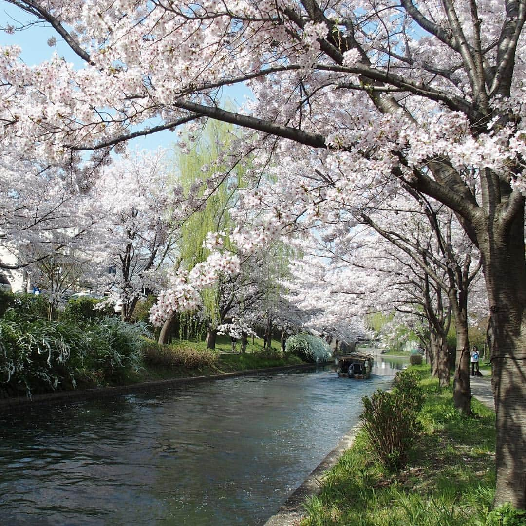 Gekkeikan Sake Officialさんのインスタグラム写真 - (Gekkeikan Sake OfficialInstagram)「Cherry blossom season. . #cherryblossom #cherryblossoms #cherry #cherries #sakura #flower #florals #flowers #spring #bloom #blossom #bloomingseason #gekkeikan #gekkeikansake #japan #kyoto #fushimi #桜 #月桂冠 #月桂冠大倉記念館 #京都 #伏見 #伏見十石舟 #十石舟」4月8日 17時00分 - gekkeikansake