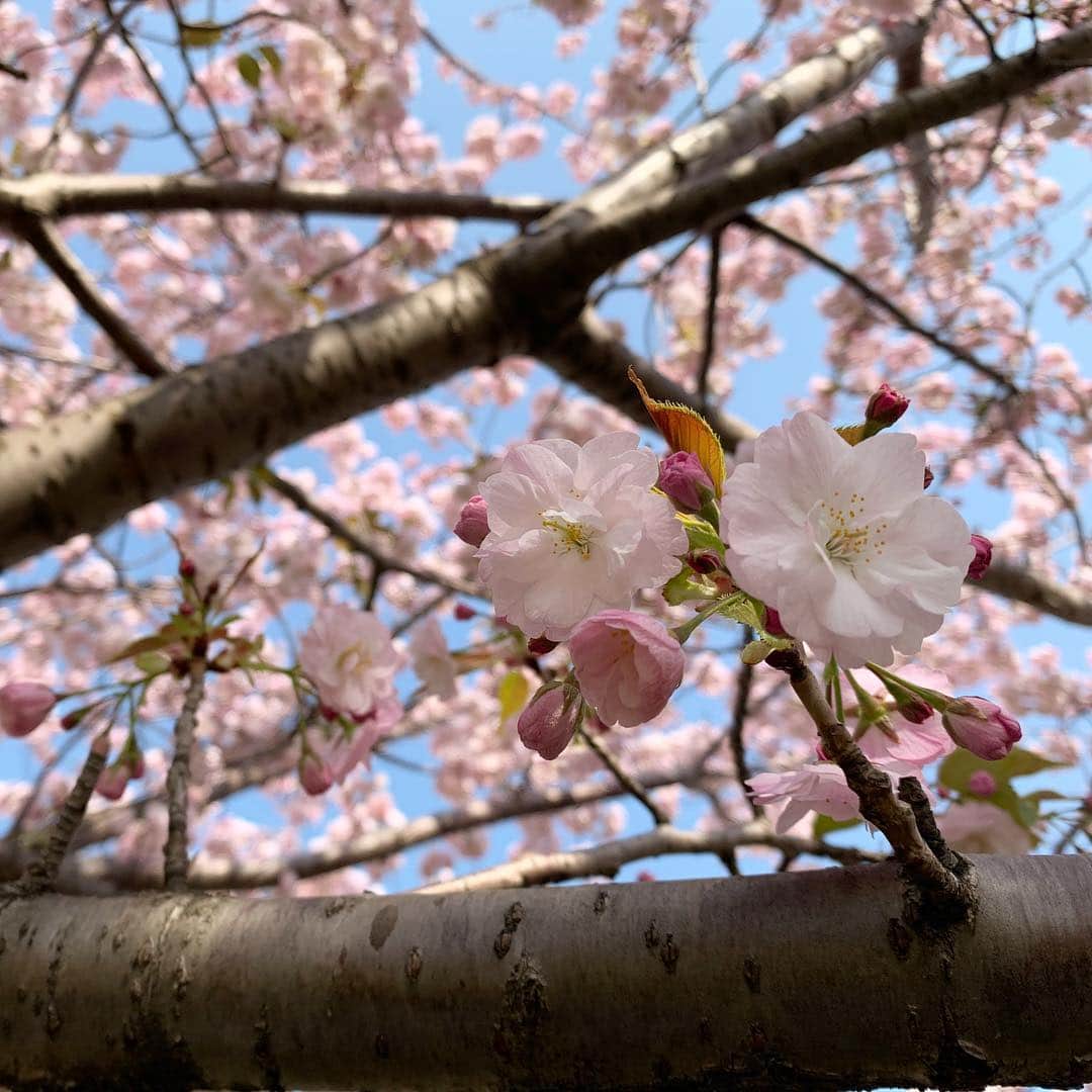 福田恭巳さんのインスタグラム写真 - (福田恭巳Instagram)「My daughter saw cherry blossoms  for the first time🌸  #slacklife #赤ちゃんのいる生活 #生後7ヶ月 #9月生まれ #女の子ママ #女の子ベビー #桜 #お花見 #cherryblossom」4月8日 17時00分 - yukimi_slackline