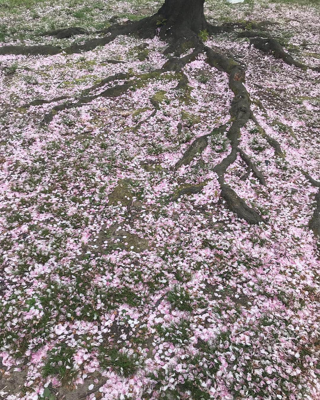 ホテル宮島別荘さんのインスタグラム写真 - (ホテル宮島別荘Instagram)「ホテル宮島別荘のスタッフボルラです。桜が舞い落ちた写真です。逆さまに見ると満開の桜🌸です。#広島#宮島#ホテル宮島別荘」4月8日 17時01分 - _miyajima_villa