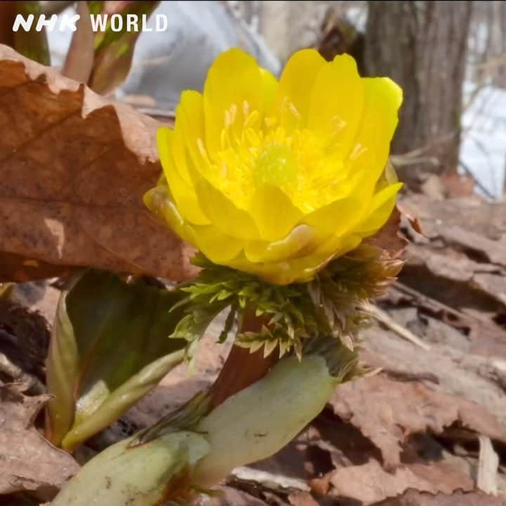 NHK「WORLD-JAPAN」のインスタグラム