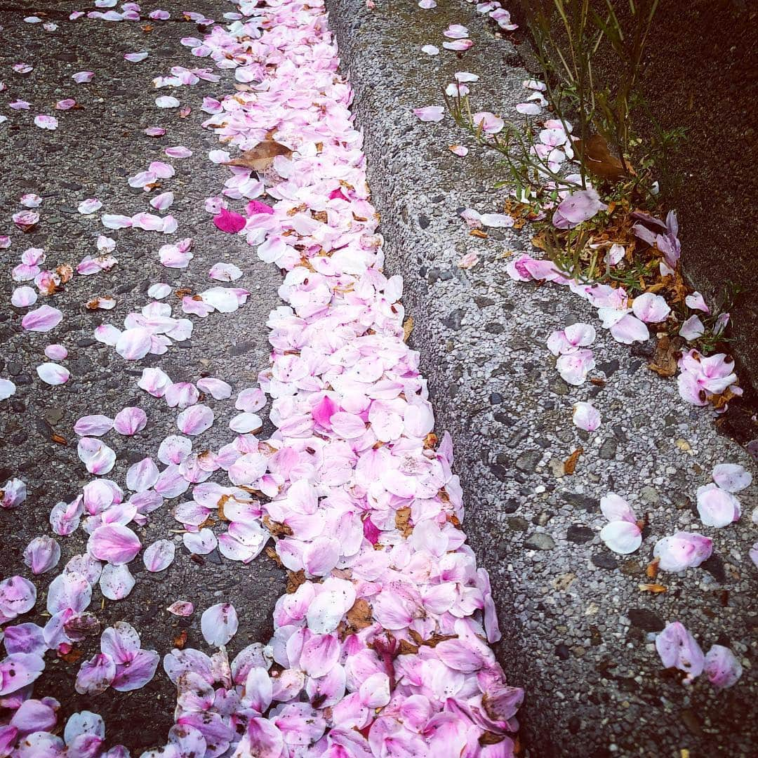 Шамов Дмитрийさんのインスタグラム写真 - (Шамов ДмитрийInstagram)「Сакура | Sakura | 桜 #japan #tokyo #sakura #spring #japanese #sakurablossom #travel #travelling #travelblogger #япония #токио #сакура #шамовдмитрий #путешествие #日本 #東京 #旅行 #桜 #ロシア人」4月8日 17時05分 - shamovdmitry