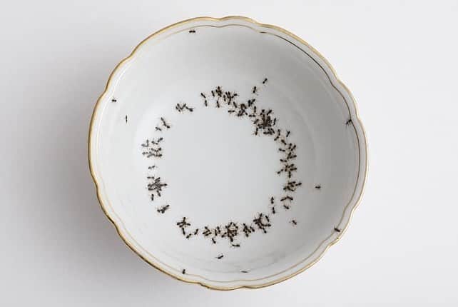 9GAGさんのインスタグラム写真 - (9GAGInstagram)「All good until one move. - By La Philie Evelyn Bracklow - #ant #porcelain #art #9gag」4月8日 17時10分 - 9gag