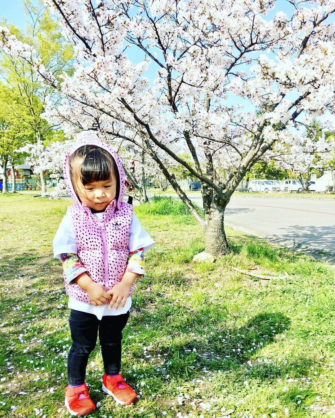 藤井惠さんのインスタグラム写真 - (藤井惠Instagram)「福山の桜🌸  #満開 #桜 #cherryblossom  #娘 #咲耶 #SAKURA #2歳」4月8日 17時10分 - megumi_fujii