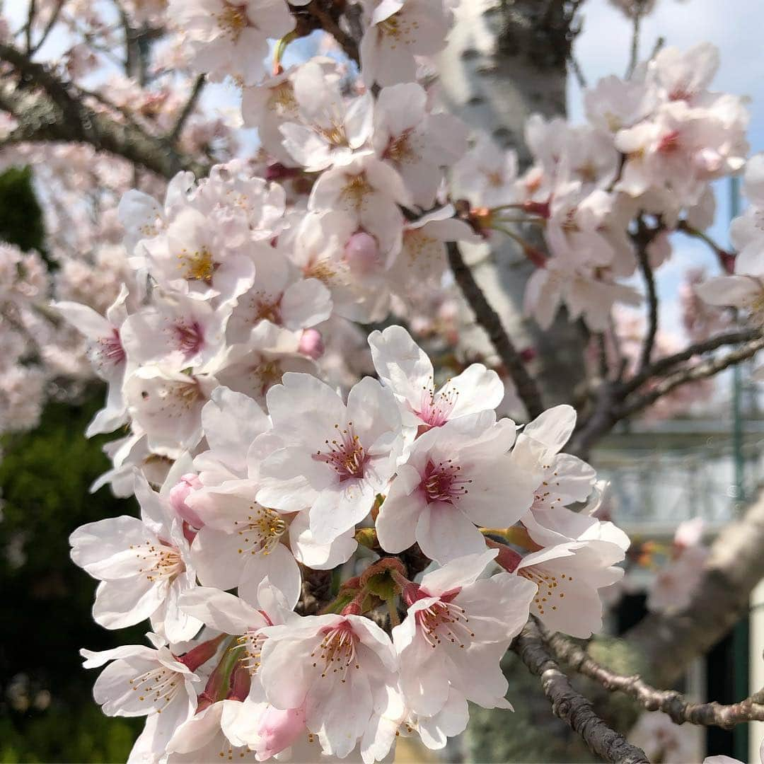 本野大輔さんのインスタグラム写真 - (本野大輔Instagram)「桜が満開🌸女子ゴルフ、スタジオアリス女子オープンが行われる花屋敷ゴルフ倶楽部よかわコースの桜です。  この大会、私は金曜から最終日まで実況を担当します。  金曜がCS日テレG+で生中継。 土曜から関西地上波。 日曜は全国ネットで放送です。  会場の桜があまりに美しく、何枚も写真を撮ってしまいました！ 最後の写真は、去年の放送席で解説の元賞金女王、村口史子プロと。 今年も村口さんと共にお伝えします！  #スタジオアリス #スタジオアリス女子オープン #ゴルフ #女子ゴルフ #桜 #満開 #読売テレビ #中継 #プロゴルファー #村口史子 プロ#本野大輔 #アナウンサー #実況 #スポーツ」4月8日 17時11分 - daisuke.motono_ytv