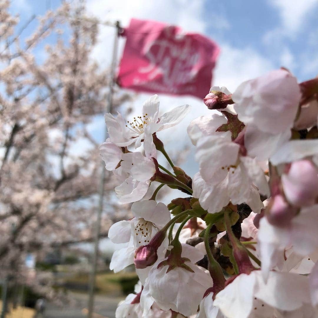 本野大輔さんのインスタグラム写真 - (本野大輔Instagram)「桜が満開🌸女子ゴルフ、スタジオアリス女子オープンが行われる花屋敷ゴルフ倶楽部よかわコースの桜です。  この大会、私は金曜から最終日まで実況を担当します。  金曜がCS日テレG+で生中継。 土曜から関西地上波。 日曜は全国ネットで放送です。  会場の桜があまりに美しく、何枚も写真を撮ってしまいました！ 最後の写真は、去年の放送席で解説の元賞金女王、村口史子プロと。 今年も村口さんと共にお伝えします！  #スタジオアリス #スタジオアリス女子オープン #ゴルフ #女子ゴルフ #桜 #満開 #読売テレビ #中継 #プロゴルファー #村口史子 プロ#本野大輔 #アナウンサー #実況 #スポーツ」4月8日 17時11分 - daisuke.motono_ytv