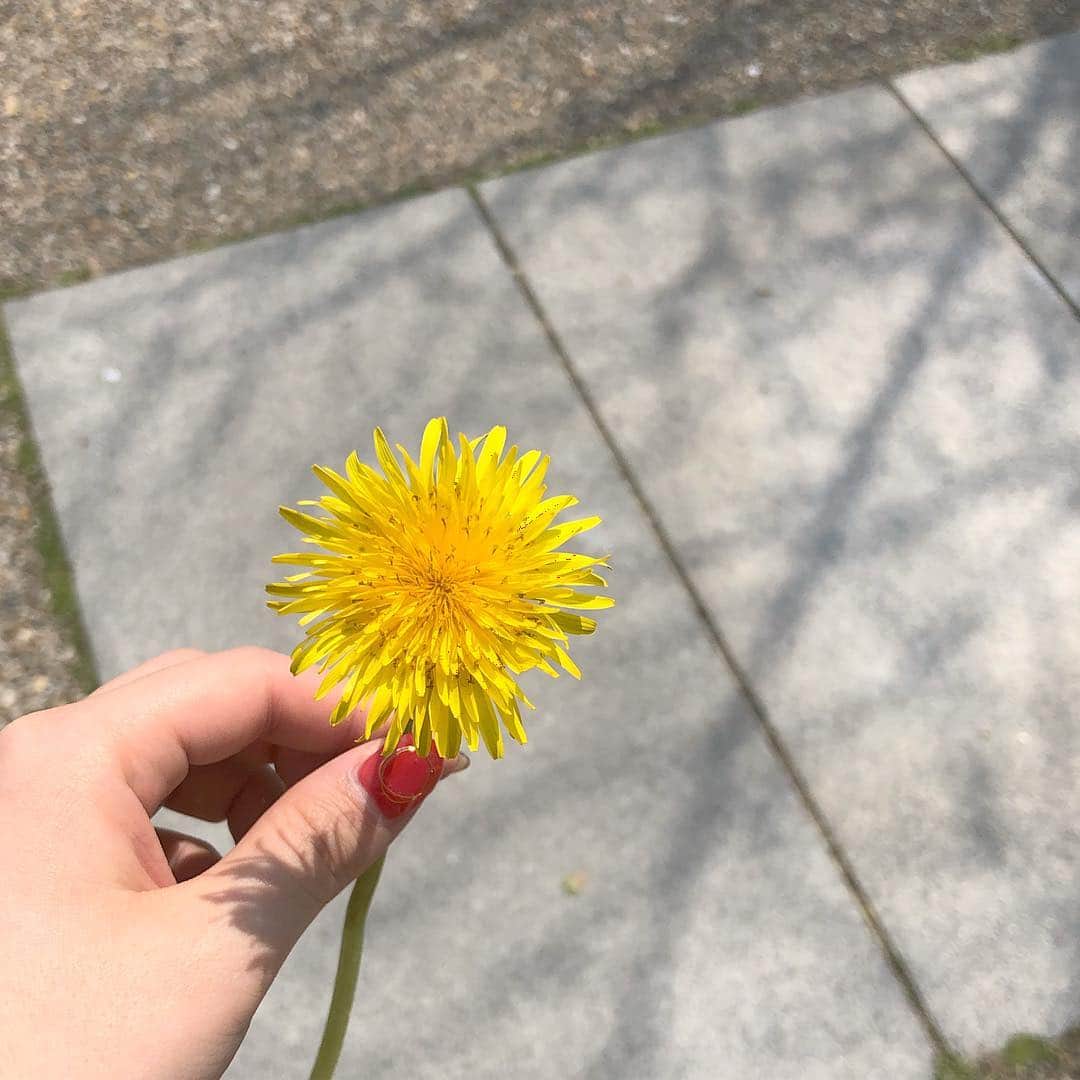 安原舞さんのインスタグラム写真 - (安原舞Instagram)「. 🌼 . 道に咲いた花にさりげなく 笑いかける君が大好きで . . #春」4月8日 17時20分 - mai_yasuhara