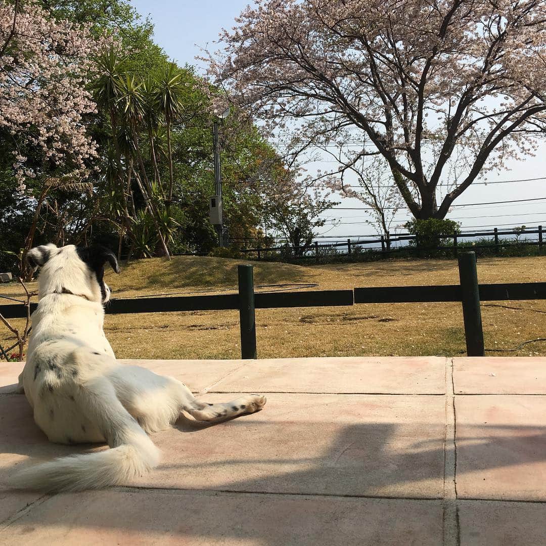 澤口麻理のインスタグラム：「#お花見#桜#真鶴#🌸#🐶#🐕 #japan#🇯🇵」