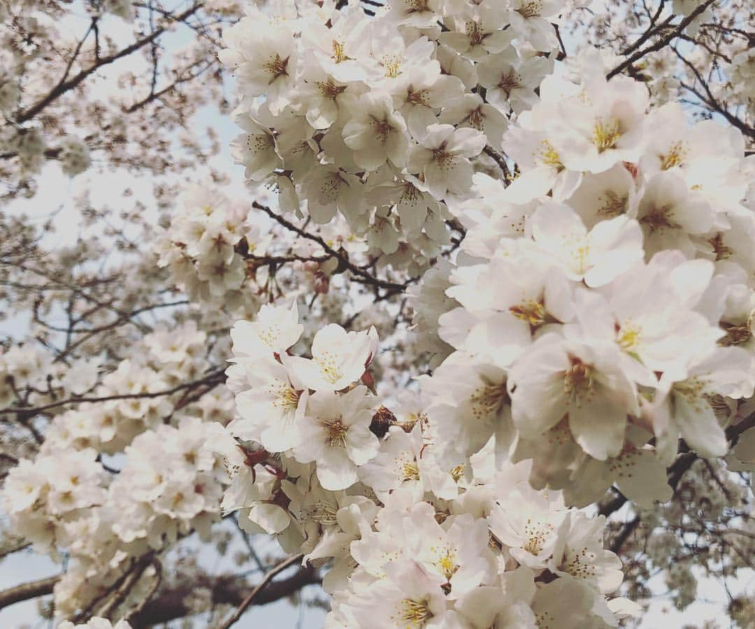 日本美容整骨学院さんのインスタグラム写真 - (日本美容整骨学院Instagram)「☠️ 新年度・新学期も本格的にスタート‼️ . 川のように時間は一方通行に過ぎていくけれど、 色んな流れの中『流される』のではなく、 自らの手で道を選び『流れる』川でありたい…‪(*ˊᵕˋ* ) 桜並木とその下を流れる川を眺めながら、 ふとそんなことを思った週末でした🌸 . 皆様にとって最高な1年になりますように(✿´꒳`)ﾉ°+.* * #日本美容整骨学院 #美容整骨 #美骨美人 #骨格矯正 #小顔矯正 #骨盤矯正 #美脚矯正 #くびれ矯正 #小顔 #骨盤 #美脚 #くびれ #矯正 #黄金バランス #勝ち組 #骨格矯正の時代 #骨から綺麗に #痛くない小顔矯正 #ゴッドハンド集団 #資格習得 #大阪 #東京 #福岡 #東海 #福山 #高松 #新学期新生活 #スタート #桜 #川」4月8日 17時43分 - biyouseikotsugakuin