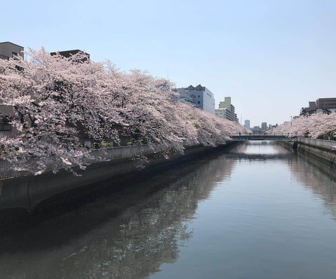 日本美容整骨学院さんのインスタグラム写真 - (日本美容整骨学院Instagram)「☠️ 新年度・新学期も本格的にスタート‼️ . 川のように時間は一方通行に過ぎていくけれど、 色んな流れの中『流される』のではなく、 自らの手で道を選び『流れる』川でありたい…‪(*ˊᵕˋ* ) 桜並木とその下を流れる川を眺めながら、 ふとそんなことを思った週末でした🌸 . 皆様にとって最高な1年になりますように(✿´꒳`)ﾉ°+.* * #日本美容整骨学院 #美容整骨 #美骨美人 #骨格矯正 #小顔矯正 #骨盤矯正 #美脚矯正 #くびれ矯正 #小顔 #骨盤 #美脚 #くびれ #矯正 #黄金バランス #勝ち組 #骨格矯正の時代 #骨から綺麗に #痛くない小顔矯正 #ゴッドハンド集団 #資格習得 #大阪 #東京 #福岡 #東海 #福山 #高松 #新学期新生活 #スタート #桜 #川」4月8日 17時43分 - biyouseikotsugakuin