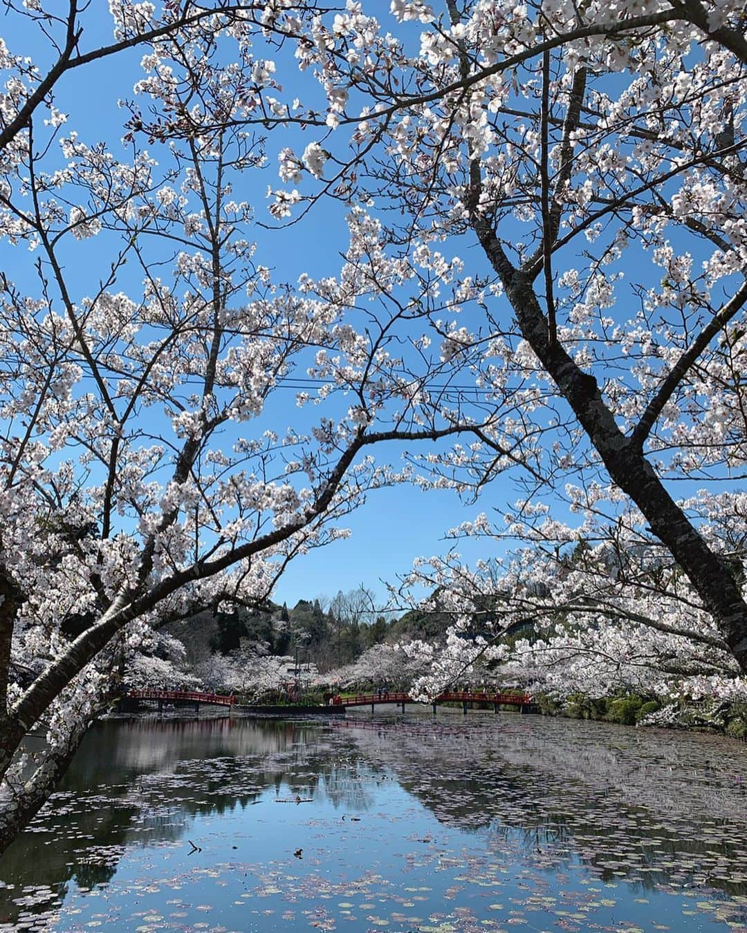 鷹野日南さんのインスタグラム写真 - (鷹野日南Instagram)「お花見🌸 . . この間久しぶりに実家に帰ったら、 家族全員集合しててお花見に…！！ . . 突然帰ったのにタイミングが合って本当に良かった😌 . . . 綺麗な桜を見れて心も身体もリフレッシュできました…幸せ . . . #お花見 #桜 #お花見コーデ 🌸」4月8日 17時41分 - hinachan.3