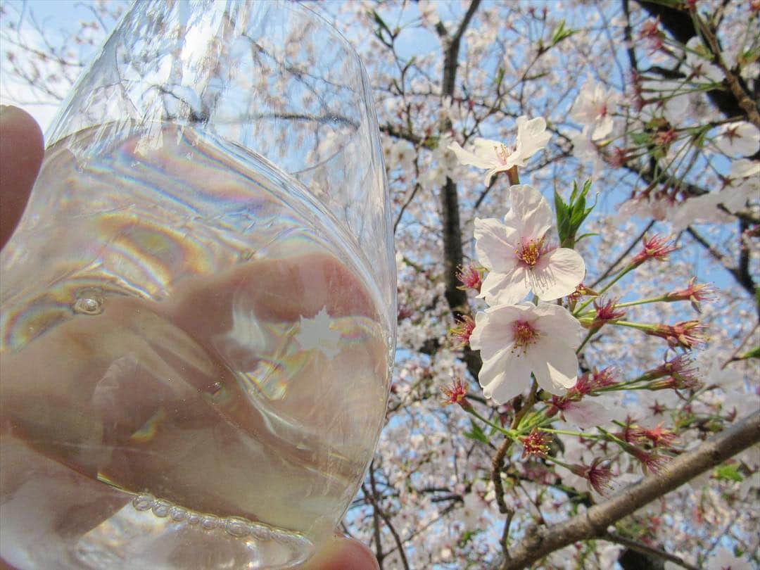 白鶴酒造株式会社のインスタグラム：「4月13日（土）9:30～16:00で酒蔵開放を開催します。 今のところ天気も良く、酒蔵開放日和になりそうです。 是非ふるってご参加ください。  http://www.hakutsuru.co.jp/corporate/news/2019/413-2019.shtml  また4月1日(月)から5月31日（金）まで、白鶴×ロゴス「白鶴 おとな『外飲み部』フォトキャンペーン」第二弾を開催中です。 屋外でのキャンプやグランピング、ご自宅のベランダでの食事など、自分たちだけのこだわりの場所で外飲みを楽しんでいる写真をご応募ください。InstagramかWebの専用応募フォームから投稿していただいた写真は、キャンペーンサイトに掲載されます。キャンペーン期間終了後、厳正な選考の上、「『超特撰 白鶴 純米大吟醸 白鶴錦』と「LOGOS Life コンパクトローテーブル10050（ヴィンテージ）」等“おとな”の「外飲み」をより充実させる賞品が当たります。また、各賞に選ばれた写真は当社ホームページ、Instagram(@hakutsuru_official )とFacebook にて掲載させていただきます。 ◆キャンペーン詳細はこちら http://www.hakutsuru.co.jp/photo-campaign/  #白鶴 #日本酒 #hakutsuru #折り鶴 #foldedpapercrane #japan #神戸 #kobe #酒 #sake #japanesesake #japaneseculture #灘五郷 #GI灘五郷 #lovehyogo #lovekobe #insta_higashinada #お花見 #ロゴス #logos #フォトキャンペーン #キャンプ #グランピング #べランピング #外飲み #酒蔵開放 #蔵開放 #蔵開き」