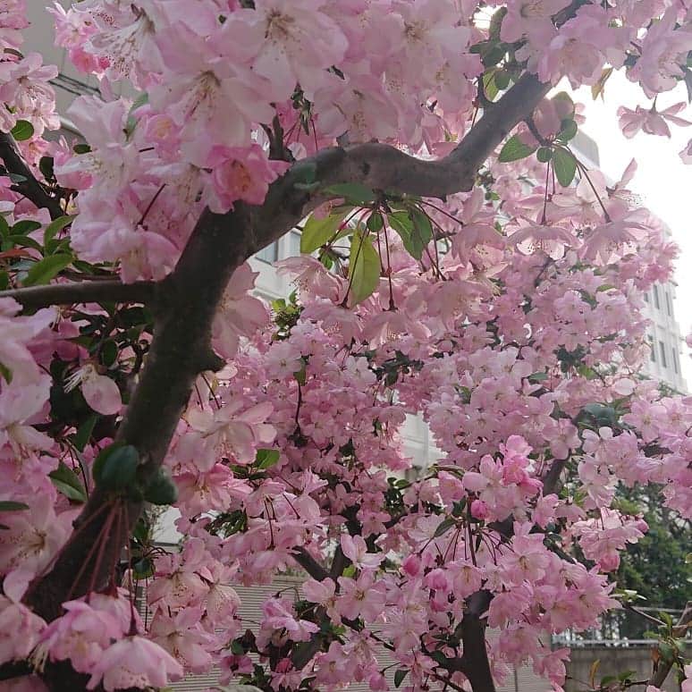 渡辺めぐみさんのインスタグラム写真 - (渡辺めぐみInstagram)「春は、良いですね😁❇️❇️❇️😄 桜以外にも、沢山の花が咲いてます😁⤴️⤴️⤴️ 気持ちも、ウキウキしますね😊😊😊 今週は、HCAMです😌💓 お時間のある方、遊びに来て下さい😁🍍🍍🍍😁 お待ちしてます😁⤴️⤴️⤴️ #花#春#hcam #綺麗 #ウキウキ#ハワイ#ハワイイベント #筋トレ#筋トレ女子#プロテイン#hawaii #instagramjapan #instagramgood #instagramhawaii #instagramlike #instagram」4月8日 17時44分 - meguheart