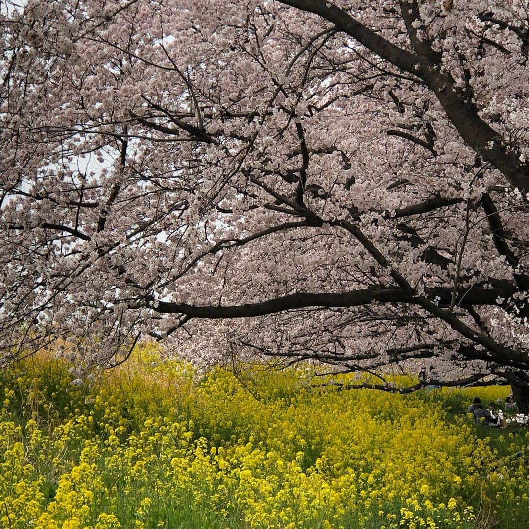 佐々木貞江さんのインスタグラム写真 - (佐々木貞江Instagram)「去年まで  沢山の菜の花が咲く場所が  今年は  ほんの一部分。 ほとんどが  枯れてました。 何故だろう？ #桜#見納め#４月7日」4月8日 17時45分 - sadaebam