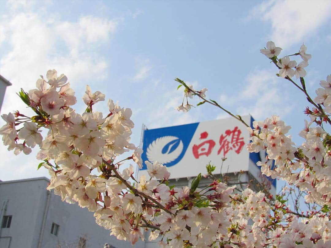 白鶴酒造株式会社さんのインスタグラム写真 - (白鶴酒造株式会社Instagram)「4月13日（土）9:30～16:00で酒蔵開放を開催します。 今のところ天気も良く、酒蔵開放日和になりそうです。 是非ふるってご参加ください。  http://www.hakutsuru.co.jp/corporate/news/2019/413-2019.shtml  また4月1日(月)から5月31日（金）まで、白鶴×ロゴス「白鶴 おとな『外飲み部』フォトキャンペーン」第二弾を開催中です。 屋外でのキャンプやグランピング、ご自宅のベランダでの食事など、自分たちだけのこだわりの場所で外飲みを楽しんでいる写真をご応募ください。InstagramかWebの専用応募フォームから投稿していただいた写真は、キャンペーンサイトに掲載されます。キャンペーン期間終了後、厳正な選考の上、「『超特撰 白鶴 純米大吟醸 白鶴錦』と「LOGOS Life コンパクトローテーブル10050（ヴィンテージ）」等“おとな”の「外飲み」をより充実させる賞品が当たります。また、各賞に選ばれた写真は当社ホームページ、Instagram(@hakutsuru_official )とFacebook にて掲載させていただきます。 ◆キャンペーン詳細はこちら http://www.hakutsuru.co.jp/photo-campaign/  #白鶴 #日本酒 #hakutsuru #折り鶴 #foldedpapercrane #japan #神戸 #kobe #酒 #sake #japanesesake #japaneseculture #灘五郷 #GI灘五郷 #lovehyogo #lovekobe #insta_higashinada #お花見 #ロゴス #logos #フォトキャンペーン #キャンプ #グランピング #べランピング #外飲み #酒蔵開放 #蔵開放 #蔵開き」4月8日 17時51分 - hakutsuru_official