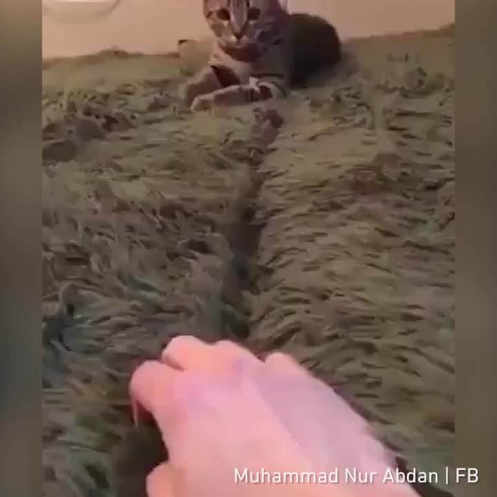 Aww Clubのインスタグラム