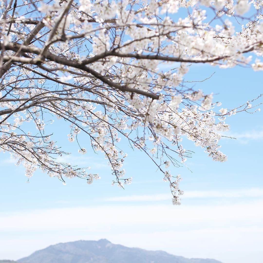 木本泉さんのインスタグラム写真 - (木本泉Instagram)「-﻿ 🌸愛宕山と桜🌸﻿ ﻿ 小さい頃から何気なく見てきた景色ですが、歳を重ねるごとに、この景色を見ると生きていて良かった〜と感動してしまいます。﻿ ﻿ 歳を取った証拠かな笑﻿ ﻿ 姪っ子は、河川敷を走り回っていました🧚🏻‍♀️﻿ ﻿ #京都#愛宕山#桜#春#京都散策#圧巻」4月8日 18時12分 - izumikimoto