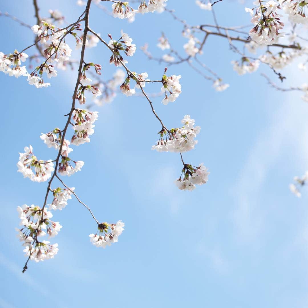 木本泉さんのインスタグラム写真 - (木本泉Instagram)「-﻿ 🌸愛宕山と桜🌸﻿ ﻿ 小さい頃から何気なく見てきた景色ですが、歳を重ねるごとに、この景色を見ると生きていて良かった〜と感動してしまいます。﻿ ﻿ 歳を取った証拠かな笑﻿ ﻿ 姪っ子は、河川敷を走り回っていました🧚🏻‍♀️﻿ ﻿ #京都#愛宕山#桜#春#京都散策#圧巻」4月8日 18時12分 - izumikimoto