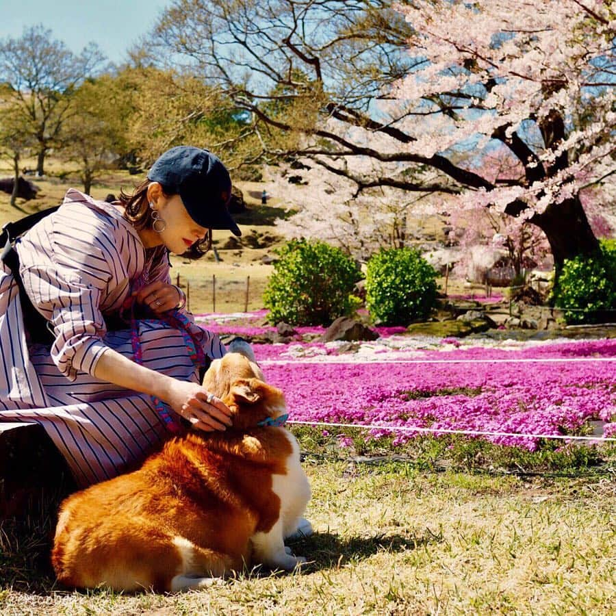 ericoさんのインスタグラム写真 - (ericoInstagram)「✩ お花見その2 しば桜だけじゃなくて 桜も満開だったよ🌸 ✩ #お花見 #しだれ桜  #山本牧場 #それいけ力丸くん #コーギー  #犬のいる暮らし#pembrokewelshcorgi  #corgistagram #barked #dogsofinstagram #buzzfeed #corgisofinstagram  #dailyfluff #9gag #weeklyfluff #dogstagram #petsofinstagram #corgibutt #myfavcorgi #корги #코기」4月8日 18時14分 - ericobear