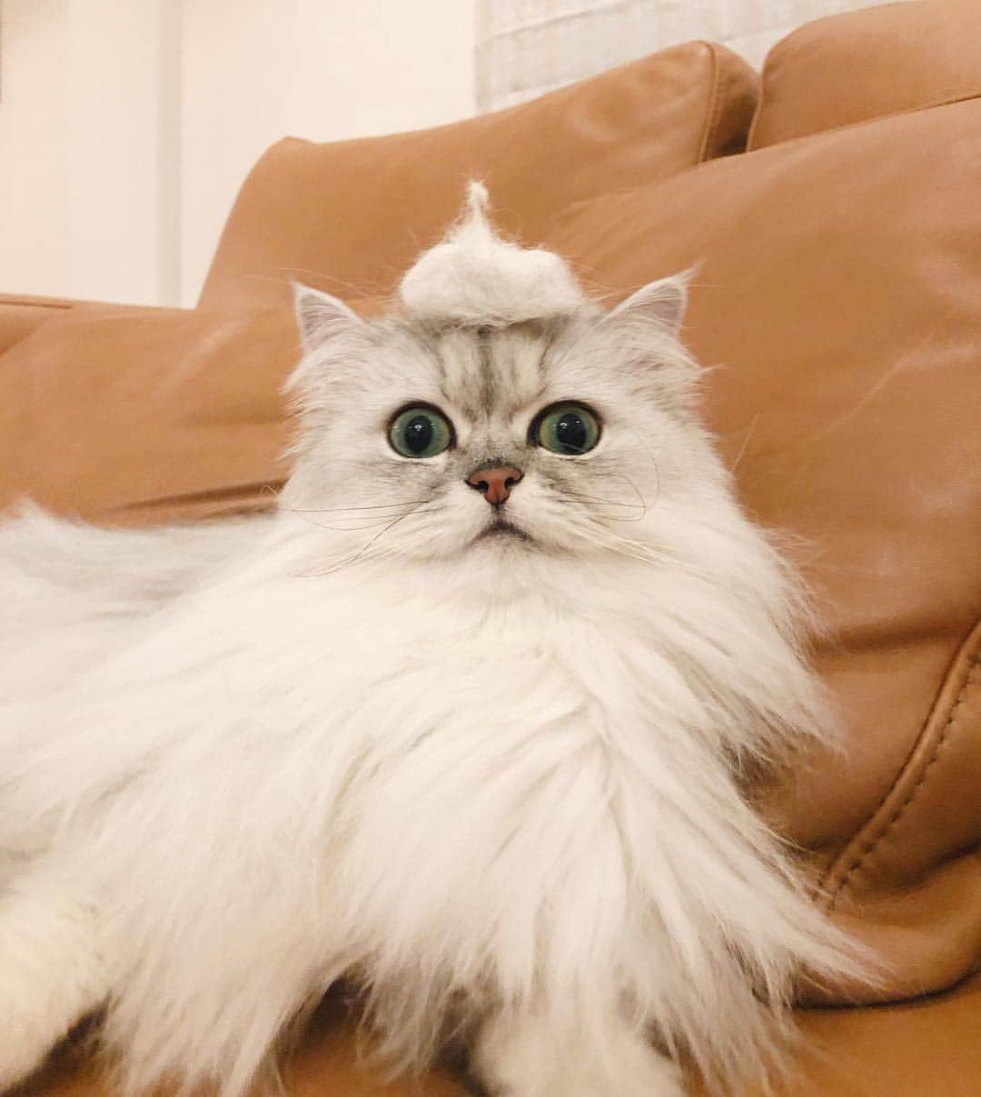 兄弟猫と私と夫の2トムのまいにちさんのインスタグラム写真 - (兄弟猫と私と夫の2トムのまいにちInstagram)「my fur 🎩 ふぅ帽発売中！令和感ただようふぅ帽はいりませんかー、いりませんかー  #cat#cats#pet#catsofinstagram#catstagram#catstagram_japan#instacat#gatto#cutecat#cutepetclub#bestcats#world_kawaii_cat#catoftheday#meow#bestmeow#TheDailyKitten#ねこ#ネコ#猫#ねこ部#ふわもこ部#pecoねこ部#ペルシャ猫#チンチラ#チンチラゴールデン#チンチラシルバー#ペルシャ#ふぅ豆」4月8日 18時15分 - maamiff