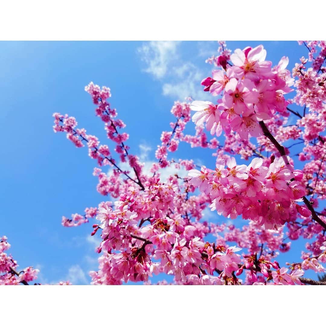 花柳凜さんのインスタグラム写真 - (花柳凜Instagram)「綺麗な空に映える！」4月8日 18時15分 - rinhanayagi