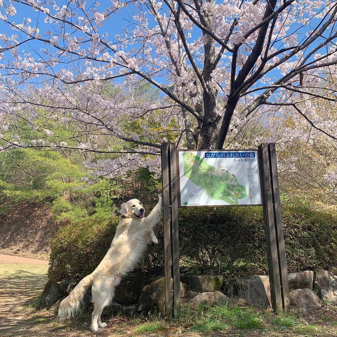 P太郎ママさんのインスタグラム写真 - (P太郎ママInstagram)「春らしい陽気なのでー。 山登り！ 市内最高峰417メートル。 #ゴールデンレトリバー  #goldenretriever  #長良川ふれあいの森  展望台の柵が高すぎてなんも見えん。」4月8日 18時26分 - ptarodada