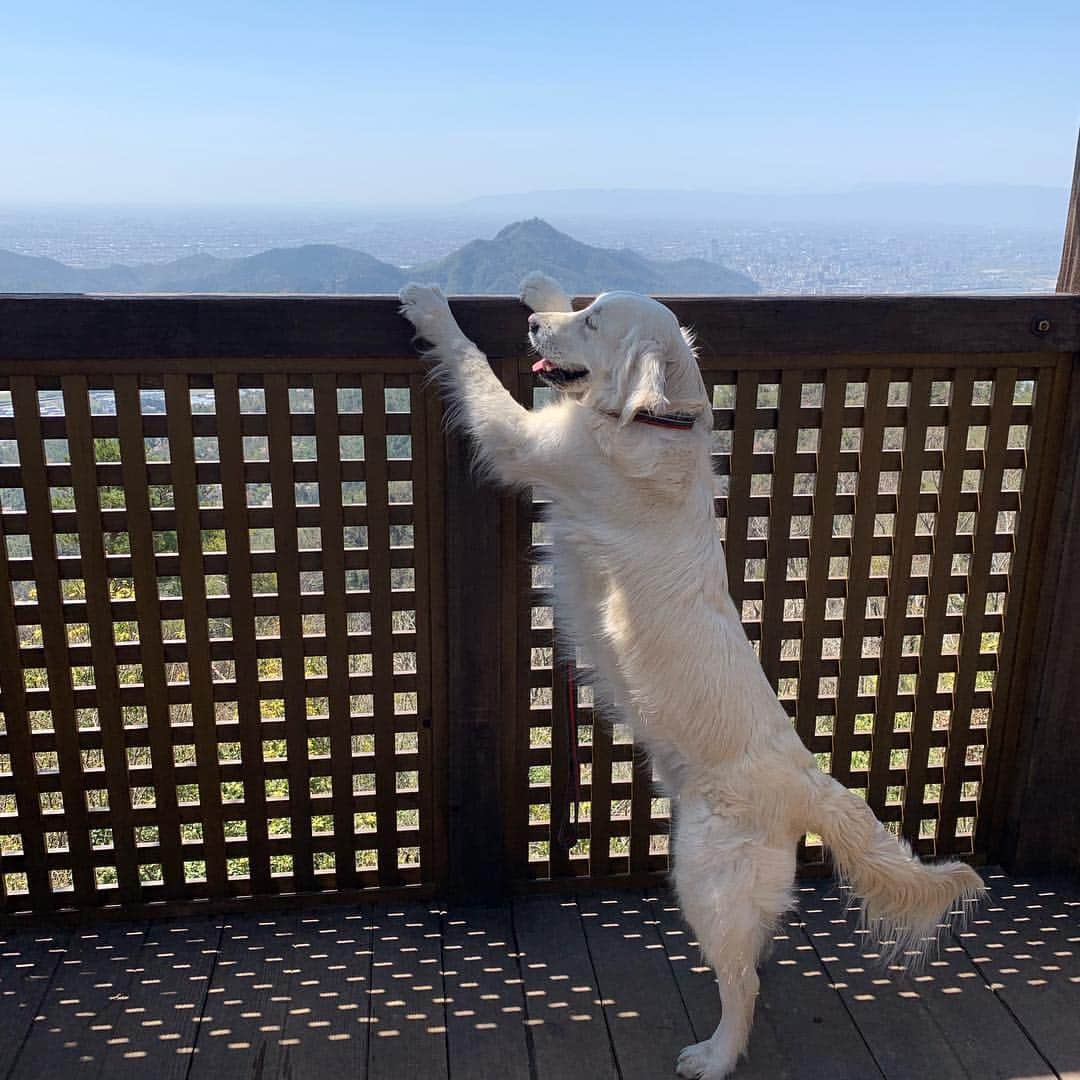 P太郎ママさんのインスタグラム写真 - (P太郎ママInstagram)「春らしい陽気なのでー。 山登り！ 市内最高峰417メートル。 #ゴールデンレトリバー  #goldenretriever  #長良川ふれあいの森  展望台の柵が高すぎてなんも見えん。」4月8日 18時26分 - ptarodada