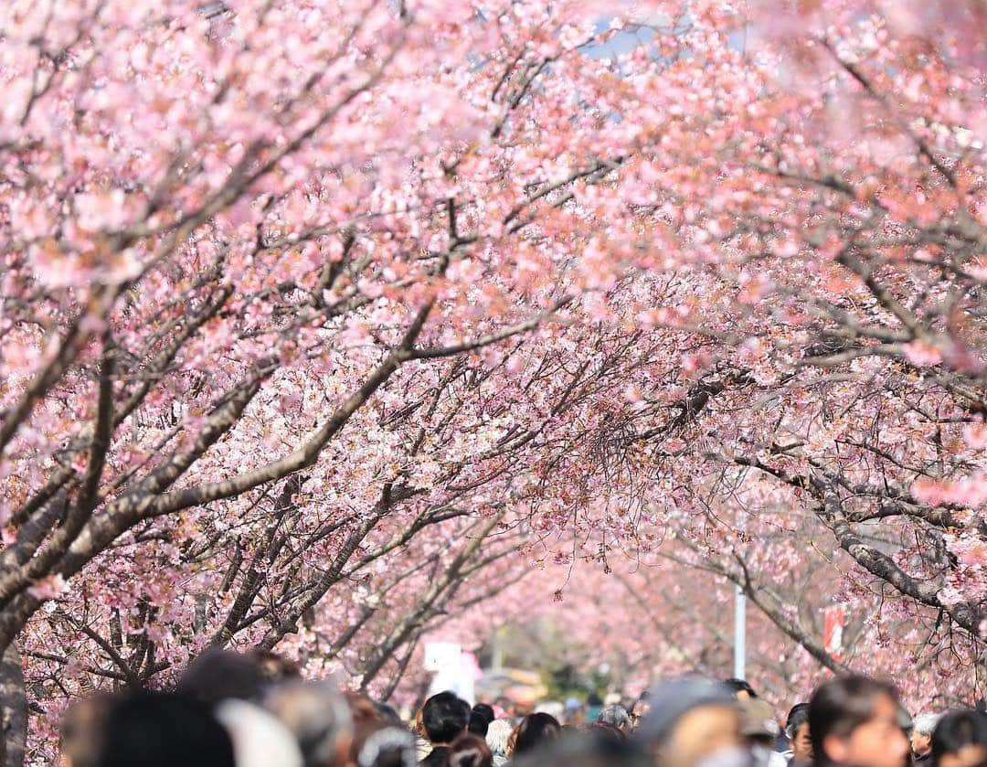 The Ritz-Carlton, Osakaさんのインスタグラム写真 - (The Ritz-Carlton, OsakaInstagram)「造幣局の「桜の通り抜け」は、明日4月9日（火）から4月15日（月）までの7日間開催されます。134種類もの品種があるなか、里桜など他では見られない珍しい桜も愉しめます。 皆様の素敵なお花見の思い出を、是非 #ritzcarltonosaka のハッシュタグと共にシェアしてください！ .  Osaka Mint Bureau (Zōheikyoku) will open their cherry blossom viewing from tomorrow, April 9th to 15th. With a total of 134 varieties of cherry trees, there are some types that can only be viewed on these premises. Tag #ritzcarltonosaka and share your sakura memories with us! . . . . . . . #RCMemories #theritzcarltonosaka #osaka #japan #hotels #luxury  #japan_vacations #hotelroom #hotellife #beautifulhotels #travelandleisure #besthotels #luxurytrip #Sakura #桜 #beautifuldestinations #wonderfulplaces #大阪 #ザリッツカールトン大阪 #リッツカールトン大阪 #visitjapan #beautifuljapan #sakuraosaka #cherryblossoms #造幣局 #大阪桜」4月8日 18時26分 - ritzcarlton.osaka