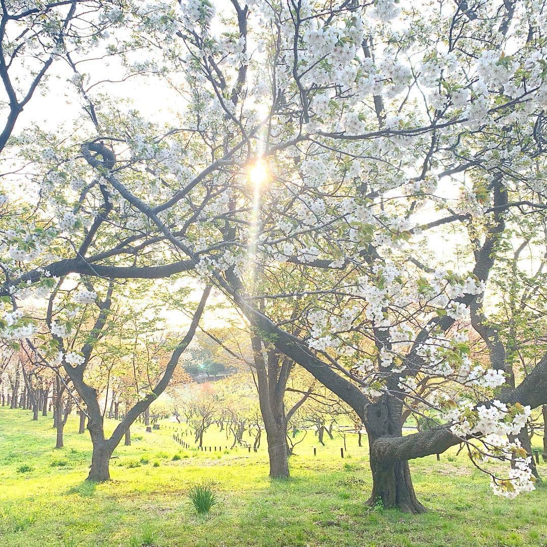 ノーマさんのインスタグラム写真 - (ノーマInstagram)「春分の日が来ると新芽が増えて、 桜の満開過ぎると緑が一気に増えて🌱🌱 この時期、植物達が魅せる生命力に満ちた変容は最幸のエンターテイメント。ありがたやぁぁぁ🧚‍♂️ #spring #cherryblossom  #sakura #桜 #桜山 #nomalabo #botanics」4月8日 18時19分 - noma77777