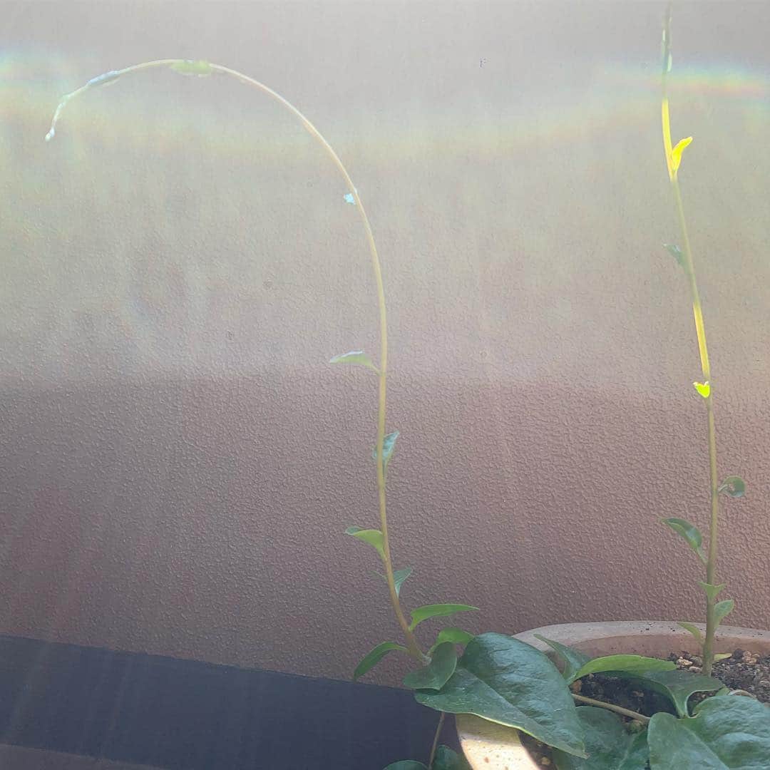 ノーマさんのインスタグラム写真 - (ノーマInstagram)「春分の日が来ると新芽が増えて、 桜の満開過ぎると緑が一気に増えて🌱🌱 この時期、植物達が魅せる生命力に満ちた変容は最幸のエンターテイメント。ありがたやぁぁぁ🧚‍♂️ #spring #cherryblossom  #sakura #桜 #桜山 #nomalabo #botanics」4月8日 18時19分 - noma77777