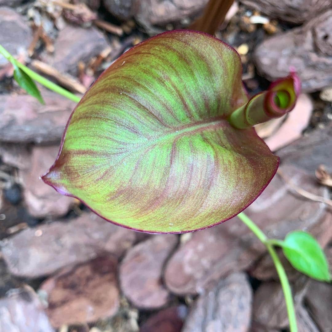 ノーマさんのインスタグラム写真 - (ノーマInstagram)「春分の日が来ると新芽が増えて、 桜の満開過ぎると緑が一気に増えて🌱🌱 この時期、植物達が魅せる生命力に満ちた変容は最幸のエンターテイメント。ありがたやぁぁぁ🧚‍♂️ #spring #cherryblossom  #sakura #桜 #桜山 #nomalabo #botanics」4月8日 18時19分 - noma77777