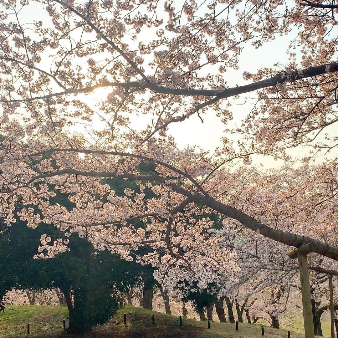 ノーマさんのインスタグラム写真 - (ノーマInstagram)「春分の日が来ると新芽が増えて、 桜の満開過ぎると緑が一気に増えて🌱🌱 この時期、植物達が魅せる生命力に満ちた変容は最幸のエンターテイメント。ありがたやぁぁぁ🧚‍♂️ #spring #cherryblossom  #sakura #桜 #桜山 #nomalabo #botanics」4月8日 18時19分 - noma77777