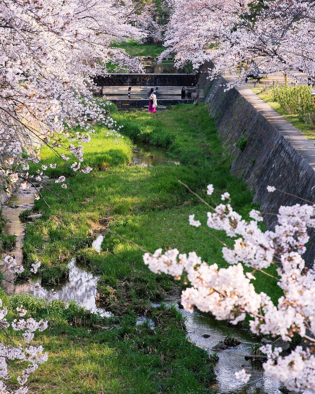 miku_colorsさんのインスタグラム写真 - (miku_colorsInstagram)「* 2019.4.8 . 先週末はお花見2days🌸 . 昨日は早起きして夙川へ。 ばっちり日焼けしてしまったけど ポカポカ陽気で気持ちよかった🎵 そして憧れのフォロワーさんと偶然お会いできた✨ . . 撮影後はコンセントマーケットさんの 美味しいパンを買い込んでゆっくりお花見。 満開のタイミングでお花見できてよかったなあ🌸 . . . . #ますみくさんぽ in 夙川 👭 .」4月8日 18時35分 - miku_colors