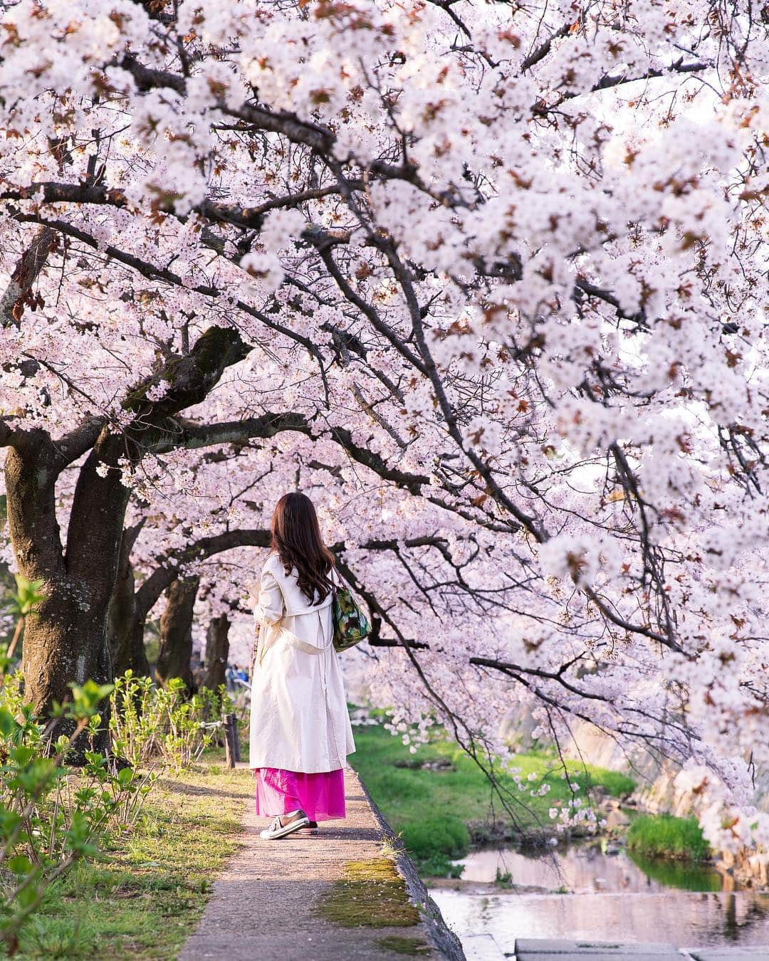 miku_colorsさんのインスタグラム写真 - (miku_colorsInstagram)「* 2019.4.8 . 先週末はお花見2days🌸 . 昨日は早起きして夙川へ。 ばっちり日焼けしてしまったけど ポカポカ陽気で気持ちよかった🎵 そして憧れのフォロワーさんと偶然お会いできた✨ . . 撮影後はコンセントマーケットさんの 美味しいパンを買い込んでゆっくりお花見。 満開のタイミングでお花見できてよかったなあ🌸 . . . . #ますみくさんぽ in 夙川 👭 .」4月8日 18時35分 - miku_colors