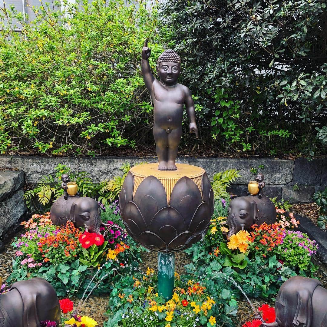 望月理恵さんのインスタグラム写真 - (望月理恵Instagram)「今日はお釈迦座のお誕生日。 花まつりです。  2年前に訪れたお寺で 象に乗ったステキな誕生仏を 見つけました。 また会いたくて見に行ったら ２枚目になっていました。  豪華になってたけど、、 な、なんだろう  #4月8日#お釈迦様の誕生日 #誕生仏  だから裸でいいんですかね。 #でもなんだろう、、 #前の誕生仏はどこへ！！？」4月8日 18時29分 - mochiee28