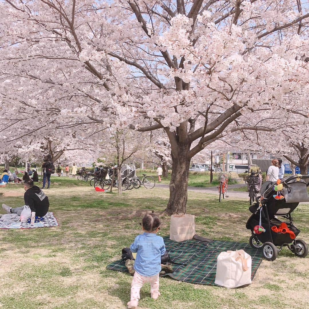 coyoriさんのインスタグラム写真 - (coyoriInstagram)「週末はとても天気が良かったのでお花見に行かれた方は多いのではないでしょうか？ この写真はスタッフがお花見に行った際に撮った写真です🌸 子供と桜の組み合わせに癒されます。 企画担当：小川 #お花見 #桜 #四季 #coyori #美容液オイル #オイル美容」4月8日 18時39分 - coyori_official