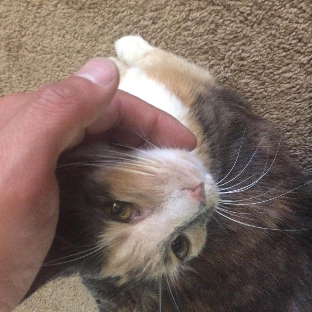 のインスタグラム：「約一年半ぶりに再会🐾 ラッキーキャットのユキ。 いつも一緒に闘ってくれてありがとう。 歩き方がめっちゃおばあちゃんになってた。 長生きしてほしい。 #完全にNEXT」