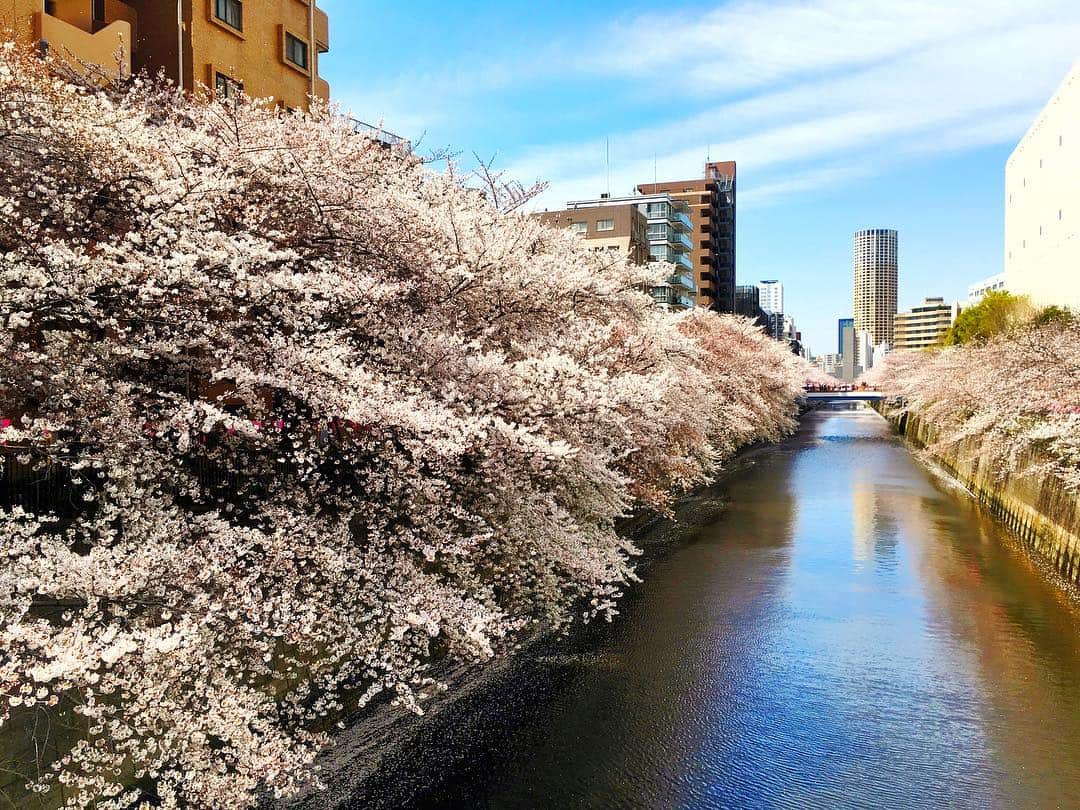 堀内敬子さんのインスタグラム写真 - (堀内敬子Instagram)「暖かい日に、お花見も出来ました🌸  冷たい雨が降ったり、寒くなったり、体調に気をつけましょう。  #お花見 #桜 #目黒川」4月8日 18時52分 - horiuchi_keiko