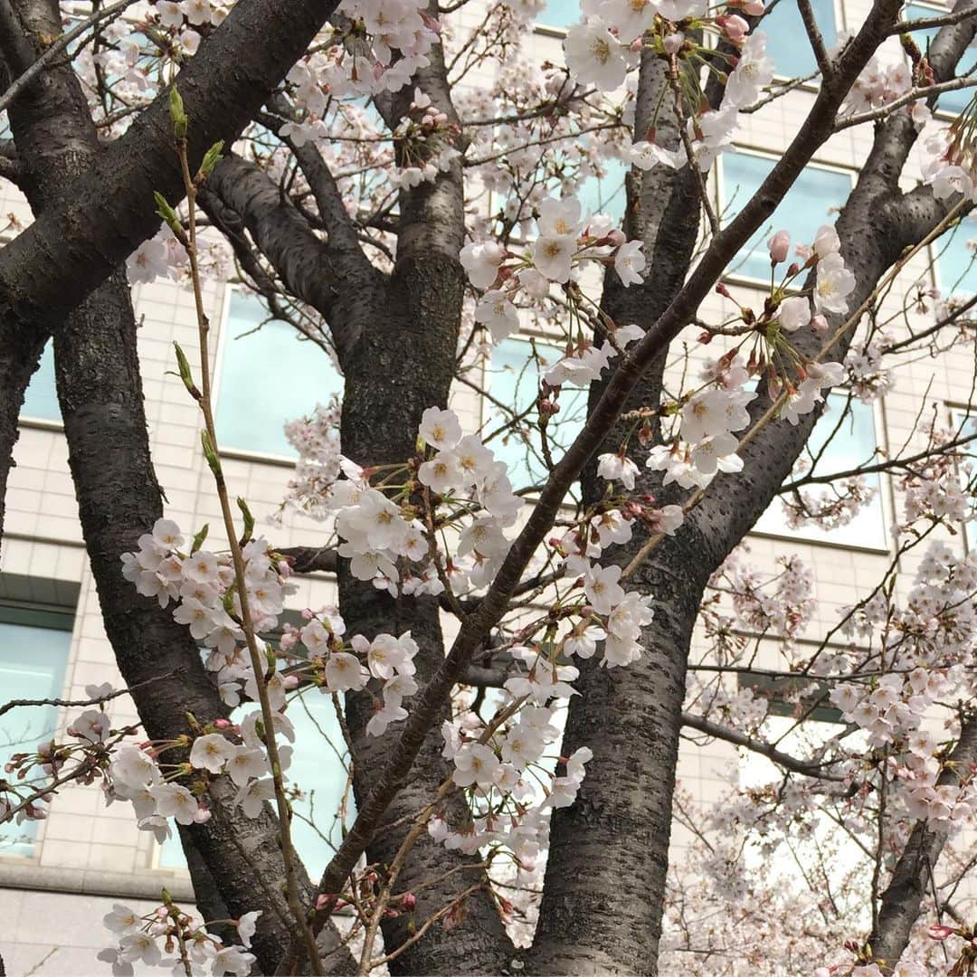鈴木夏未さんのインスタグラム写真 - (鈴木夏未Instagram)「桜、さくら、桜 ・ 花の中で一番好きなのは、桜♡ ・ ・ ・ 今日の雨で散っちゃうかもしれないけれど 今年も桜が咲いているの見れて嬉しかった ・ ・ ・ 桜、また来年♡ ・ ・ #桜」4月8日 18時52分 - natyumisuzuki