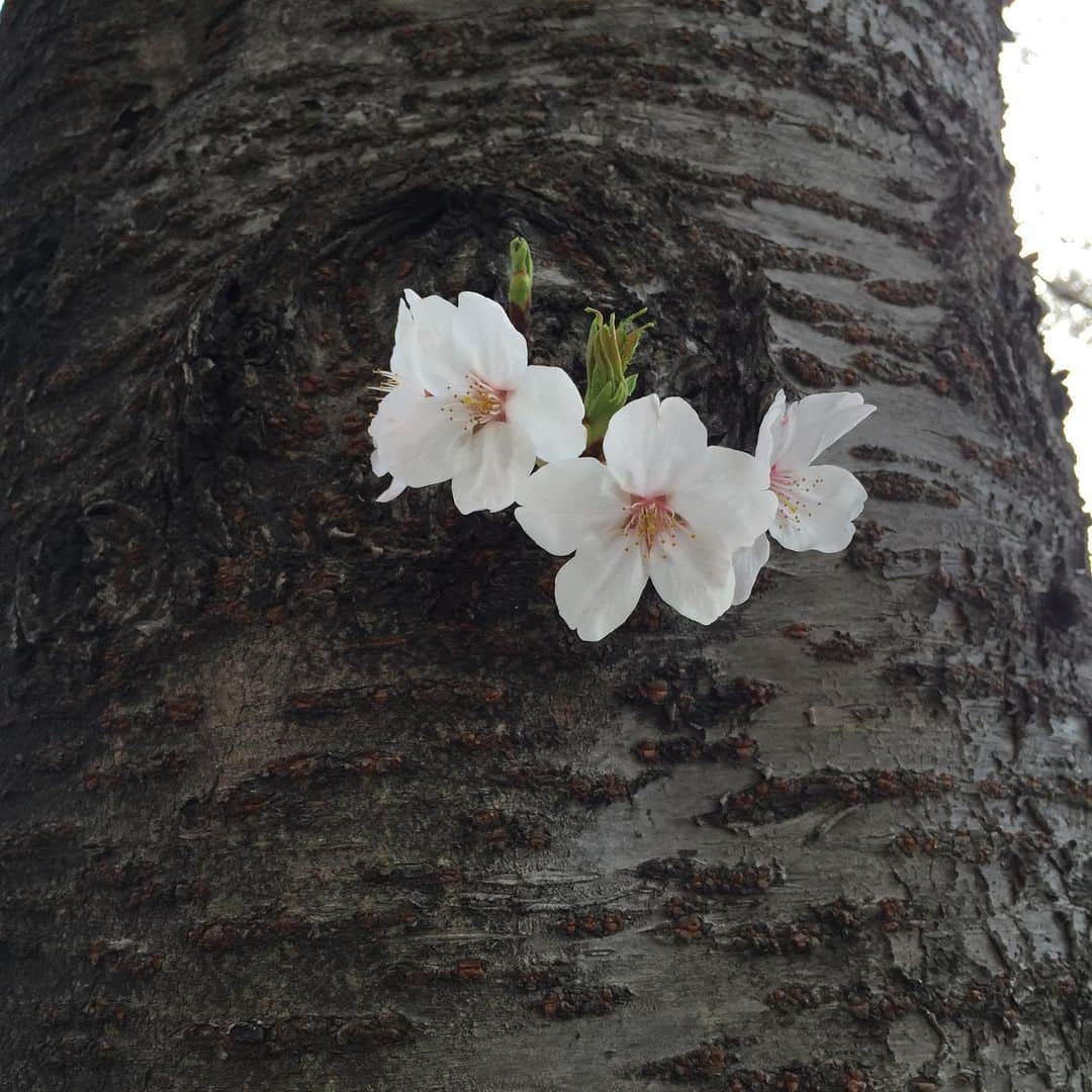 鈴木夏未さんのインスタグラム写真 - (鈴木夏未Instagram)「桜、さくら、桜 ・ 花の中で一番好きなのは、桜♡ ・ ・ ・ 今日の雨で散っちゃうかもしれないけれど 今年も桜が咲いているの見れて嬉しかった ・ ・ ・ 桜、また来年♡ ・ ・ #桜」4月8日 18時52分 - natyumisuzuki