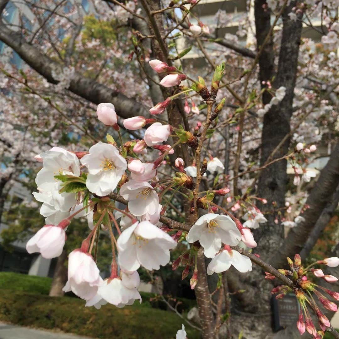鈴木夏未さんのインスタグラム写真 - (鈴木夏未Instagram)「桜、さくら、桜 ・ 花の中で一番好きなのは、桜♡ ・ ・ ・ 今日の雨で散っちゃうかもしれないけれど 今年も桜が咲いているの見れて嬉しかった ・ ・ ・ 桜、また来年♡ ・ ・ #桜」4月8日 18時52分 - natyumisuzuki