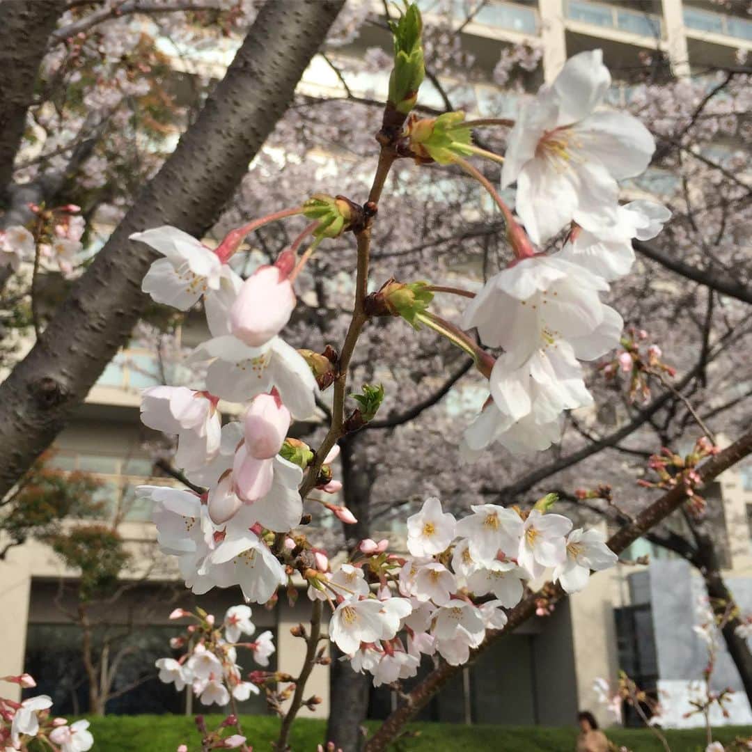 鈴木夏未さんのインスタグラム写真 - (鈴木夏未Instagram)「桜、さくら、桜 ・ 花の中で一番好きなのは、桜♡ ・ ・ ・ 今日の雨で散っちゃうかもしれないけれど 今年も桜が咲いているの見れて嬉しかった ・ ・ ・ 桜、また来年♡ ・ ・ #桜」4月8日 18時52分 - natyumisuzuki